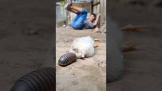 Contrary to predictions ! I'm sorry pill millipede, this candy is mine #pillmillipede #shorts