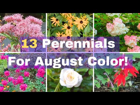 13 Perennials That Bloom In August