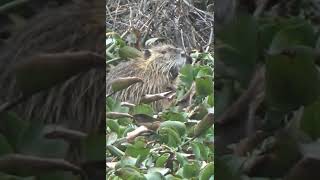 We Find Swamp Beavers aka Nutria aka Real Life Swamp Rats in Jean Lafitte National Park #shorts