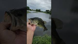 Having a ball with these bass #fishing #outdoors #bass #bigmouth #fishingadventures #catchingfish