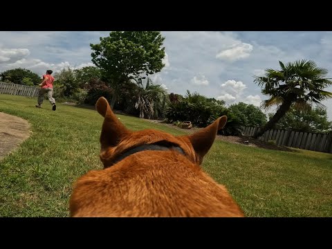 Go pro Hero 10 strapped to a dog