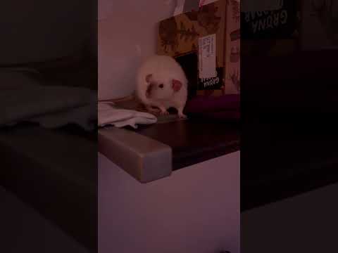 Hesitant little ratto #petrat
