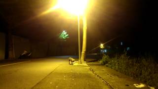 以領養代替買賣，以絕育取代撲殺。領養犬夜活記。