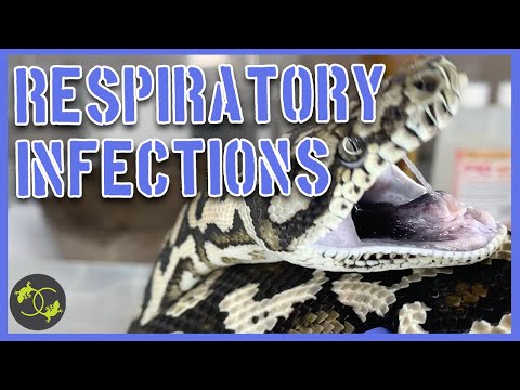Respiratory Infections in Snakes - Signs, symptoms and treatment