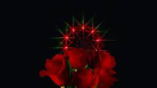 Blinking roses 🌹🌹......