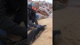 Seal Rescue In Stampede #shorts