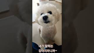 공 던지라고 말씀중#말하는 강아지#비숑라온#공던져~~~!!!