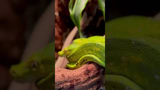 Have You Ever Seen One Before?! #reptiles #reptilelover #snakes #herpetology #exotic #shorts