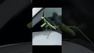 Praying Mantis Sits on Car Mirror#prayingmantis #buglife #nature #insect