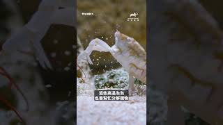 蝦蛄一拳打爆螃蟹🦀🥊🦐｜野地速戰力｜動物星球頻道