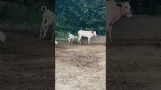 Calf running to cow mother for milk#dairyfarm #gayen#calf #cows