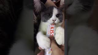 Cat throws hilarious tantrum over food