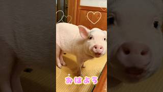 おはよう Good morning #マイクロブタ #ミニブタ #micropig #minipig #おはよう #morning