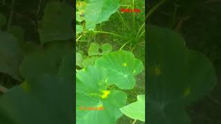 Farming of YAM(घुइया) #comment #viral #youtubeshorts #yttech