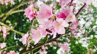 安國寺路邊櫻花開