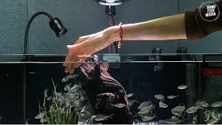 Amazing beautiful Aquarium Setup: Betta Fish, Goldfish, and Koi Fish#386