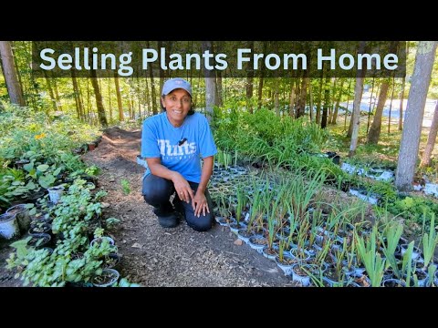 Selling Plants From My Driveway | Side Hustle | Plant Nursery Tasks