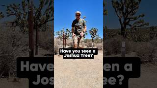 Have you see a Joshua Tree? #trees #joshuatree #shorts #desertplants #desertlife