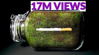 CIGARETTE IN SOIL - 1 YEAR Time Lapse [8K]
