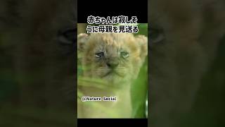 生き抜くために！：赤ちゃんライオンの壮絶な最初の6週間 #shorts #生き物 #雑学 #ライオン