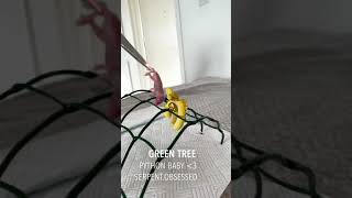 Baby Green Tree Python ATTACK! Feeding GTP, manokwari x cyclop ; serpent.obsessed // Pyton Zielony!!