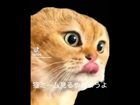 猫ミーム怒る猫逆再生してみたら意外と面白かったwww