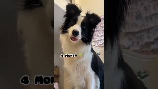 One Month to One Year border collie transformation #feed #bordercollie#dog #pets #puppy #love #cute