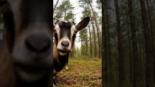 Forest Animals Clip #relax #odlysatisfying #asmrsounds #ai #relaxing #relaxationsounds