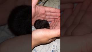 #funnyfall #fail #hilarious #viral #funnyvedio #viralvideo #cuteanimals #funnypets