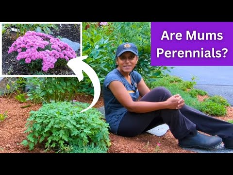 How To & Why Prune Mums In Summer | Hardy Perennial Chrysanthemum