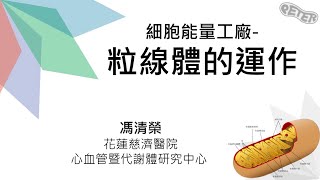 馮清榮教授 粒線體的運作