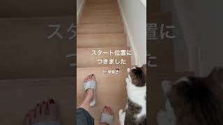 ぎんくんとお母さんいいスタートです！#ねこの日常 #ねこ #ねことの暮らし #ねこのいる生活 #猫のいる暮らし #猫の日常 #猫 #cat