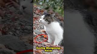 Kucing Mengeong Keras