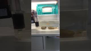 最後一隻魚ㄌ#斑馬魚