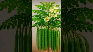 How To Graft Moringa/Drumstick Tree #shorty #moringa #drumsticks #tree
