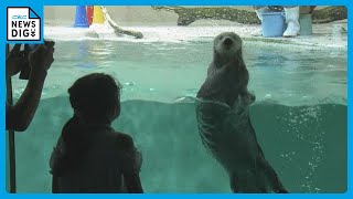 ラッコに会えるのはたった1分間だけど… 国内で唯一ラッコが見られる三重の鳥羽水族館  3連休最終日は家族連れで賑わう