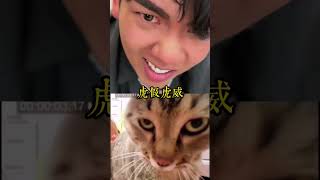 好肥好兇的貓咪？！#虎假虎威