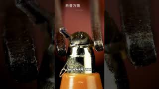 生活中的微观镜头真的太不可思议了 #军事科普 #军事科技 #军事武器
