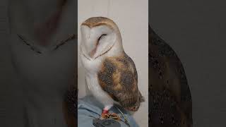 そばで寝てたいフクロウ♥　　　　#メンフクロウ #メンフクロウ #フクロウ #owl #animals #ペット #おやすみ #goodnight#そばにいたい