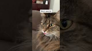 Indoor cat adventures: cinematic cuteness unleashed #indoorcat #cats #wild