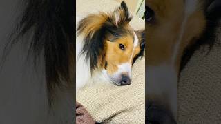 It wasn't just a greeting after the meal [A dog that talks with a conversation button] #shorts #dog