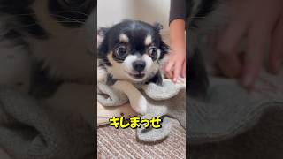 今日もキレてるチワワ #chihuahua #dog