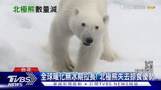 氣候變遷衝擊棲地! 北極熊本世紀末恐滅絕｜十點不一樣20230109@TVBSNEWS02