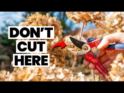 The Trick To Pruning Your Hydrangea Correctly