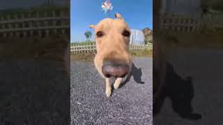 狗狗散步自拍超級可愛 #狗狗 #自然 #犬散歩 #可愛 #動物 #shorts #dog #cutedog 