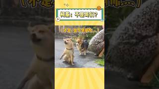 柯基：不是哥们？你怎么那么会装啊#柯基犬 #柴犬 #娱乐 #萌宠 #萌宠出道计划 #搞笑