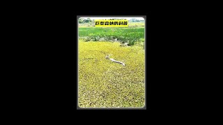 森蚺的科普 #野生動物零距離