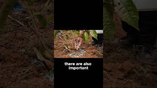 Nutrient Analysis  Feed Your Plants Right!3 #organic #farming