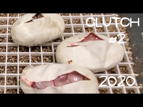 2020 Ball Python Clutch #2: Egg Clutch 2. Egg cutting Pastel Coral Glow Pied x Pastel Sugar