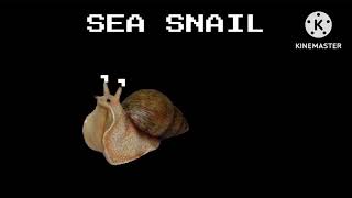 Mollusks - @TheKidsPictureShow